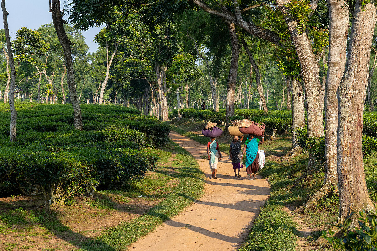 A group of 3 women carrying large tea leaves bag on their head