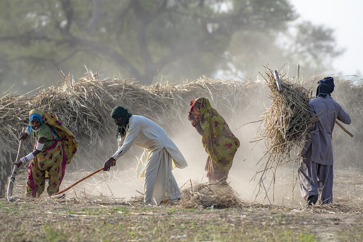 A group of labourers sweeping hay in a field.