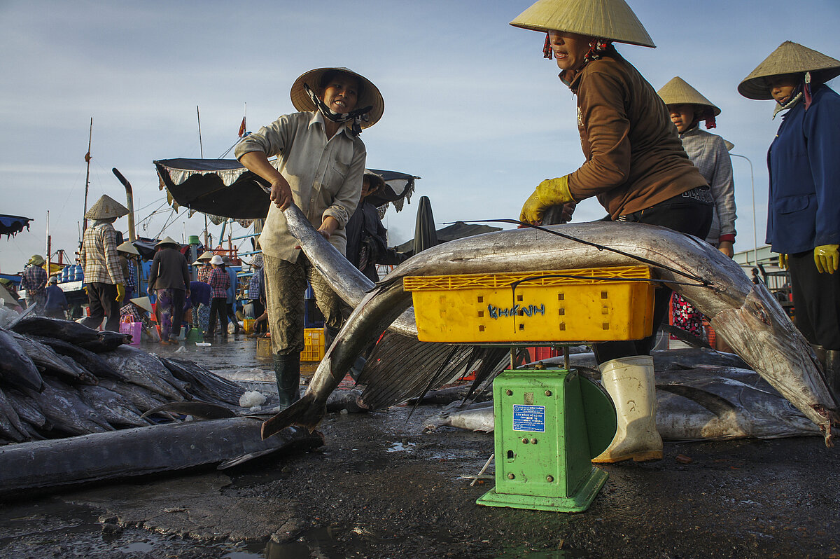 Vietnamese women are carrying big fish at fishing port.