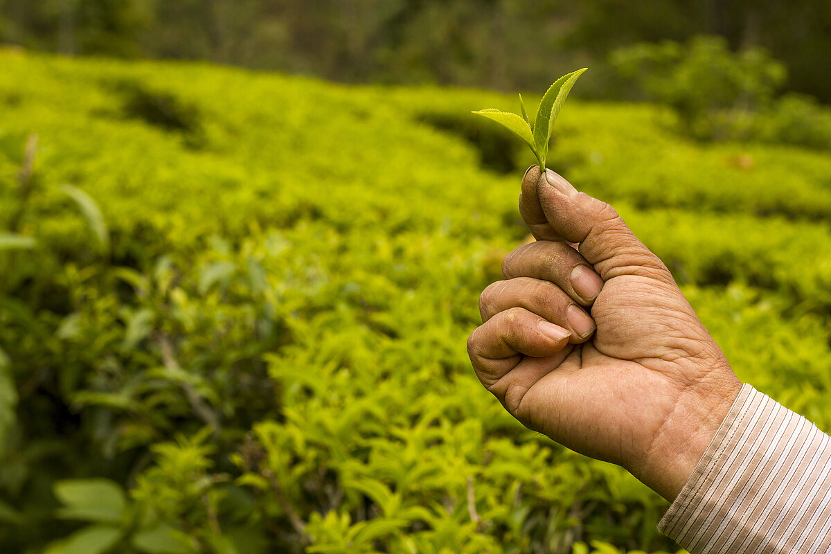 Tea garden farmer showing tea leaf