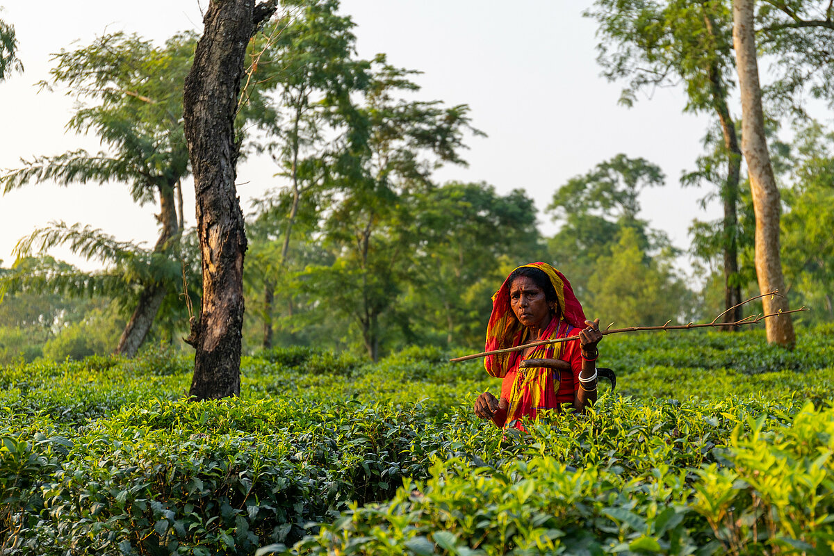A woman tea picking worker working in a tea plant