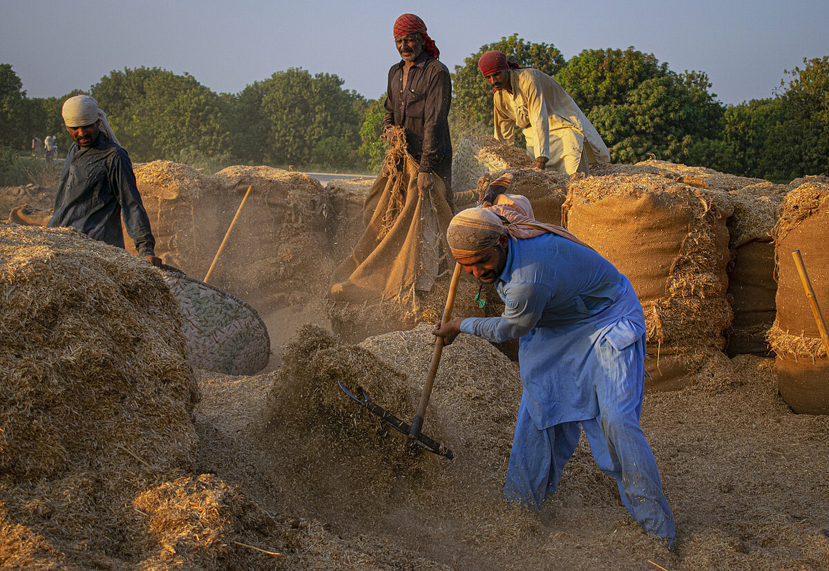 An image of male workers working laboriously in a farm, probably sweeping hay