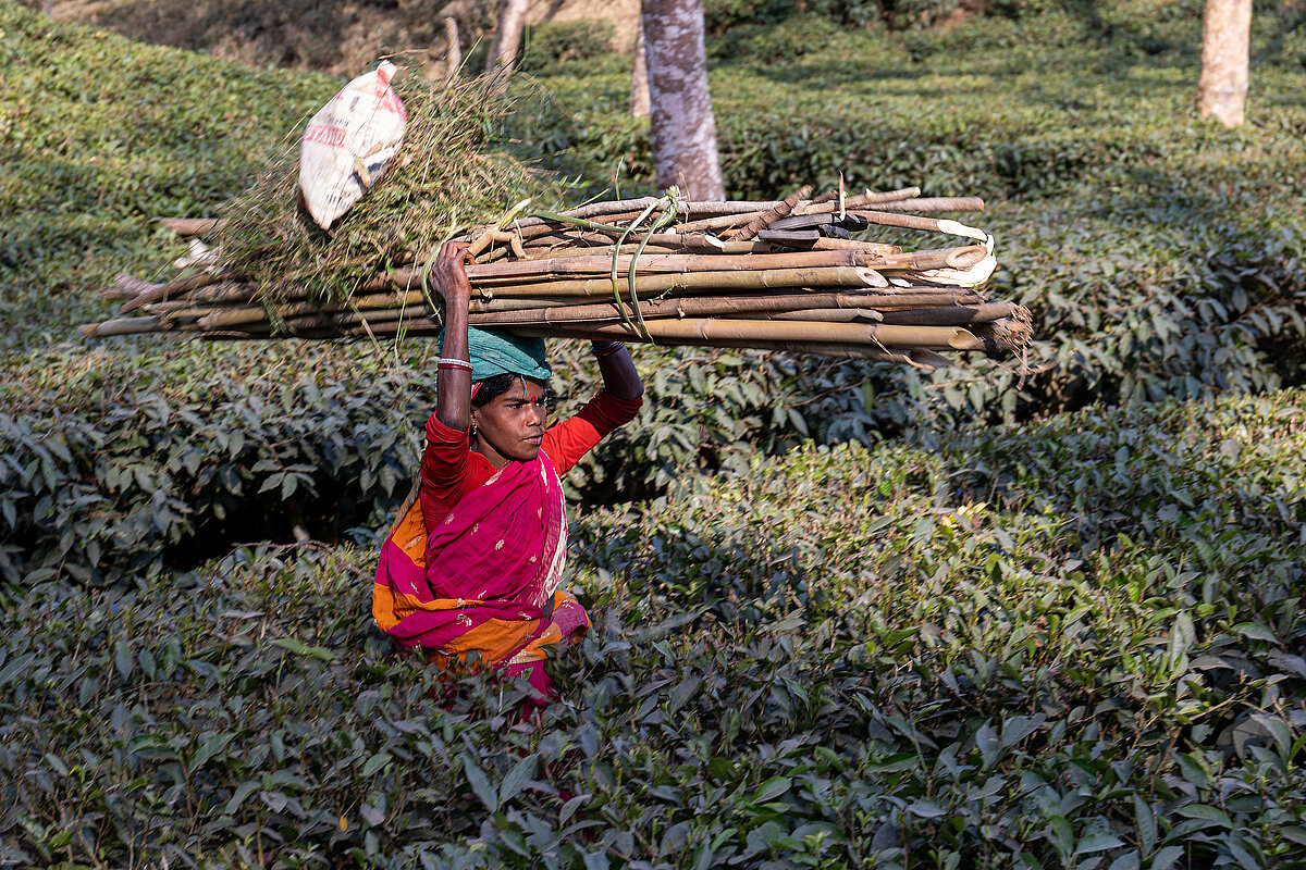 A woman worker carrying woods in a tea plant