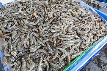 Fresh uncooked shrimps piled up in a large tub for sale at a seafood store.